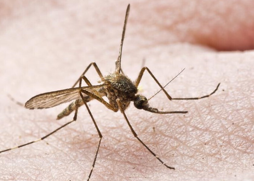 Комары и запахи, что их больше всего привлекает в человеке