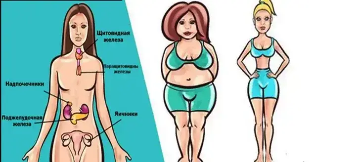 6 лучших трав, которые сбалансируют гормоны и вернут вашу жизнь в нужное русло