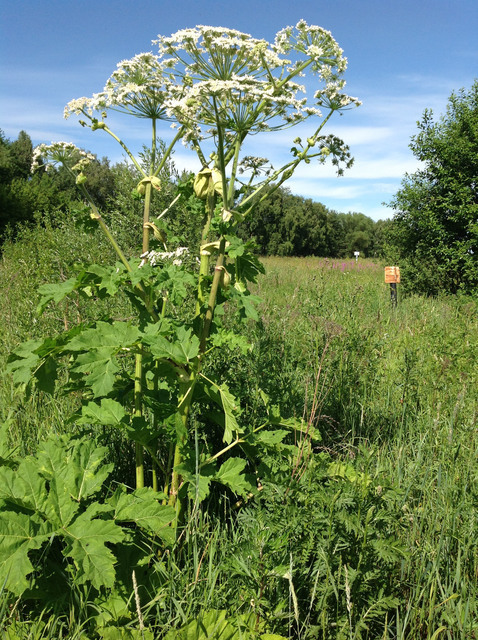 Борщевик на участке. Могут ли за эти сорняки привлечь к ответственности?