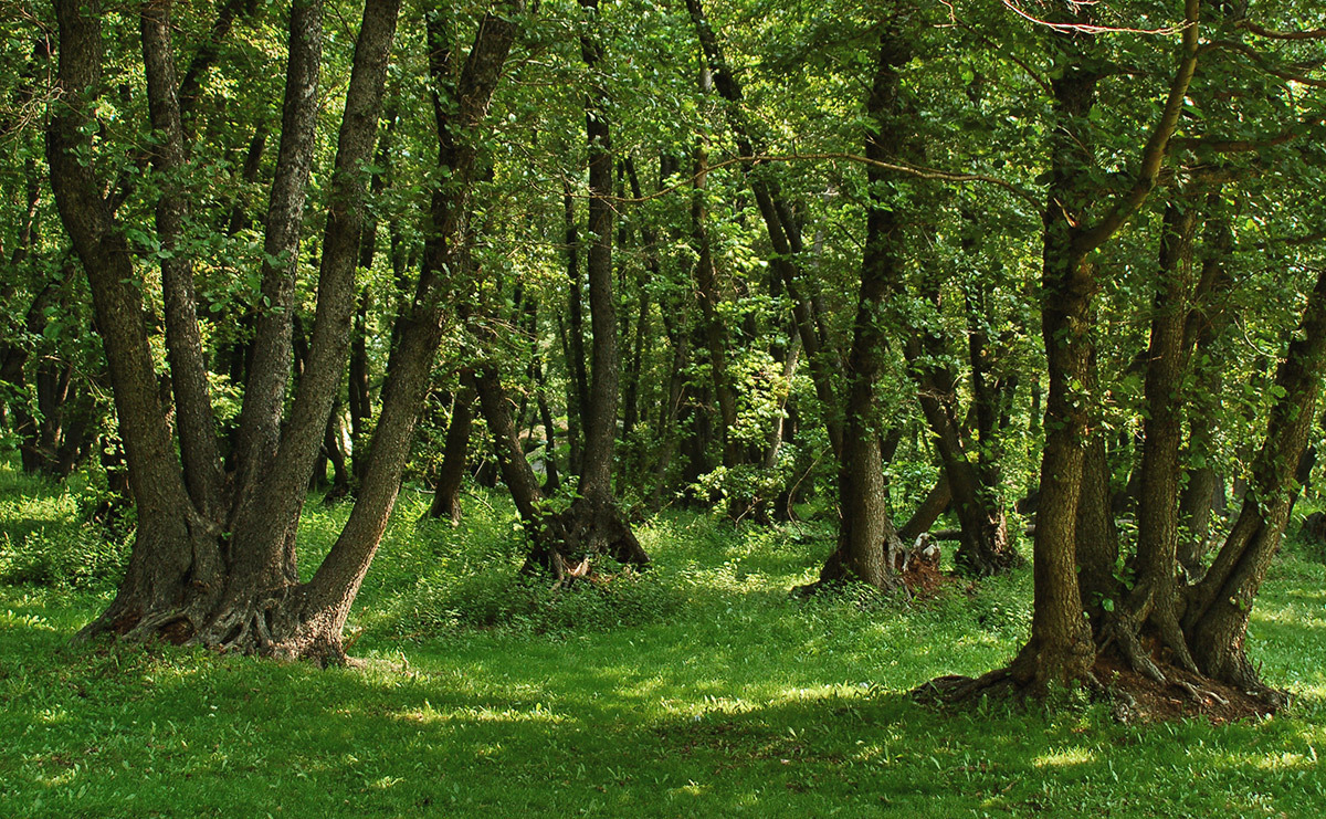 Ольха в лесу фото