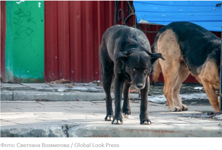 Правительство РФ поддержало запрос регионов усыплять бродячих собак
