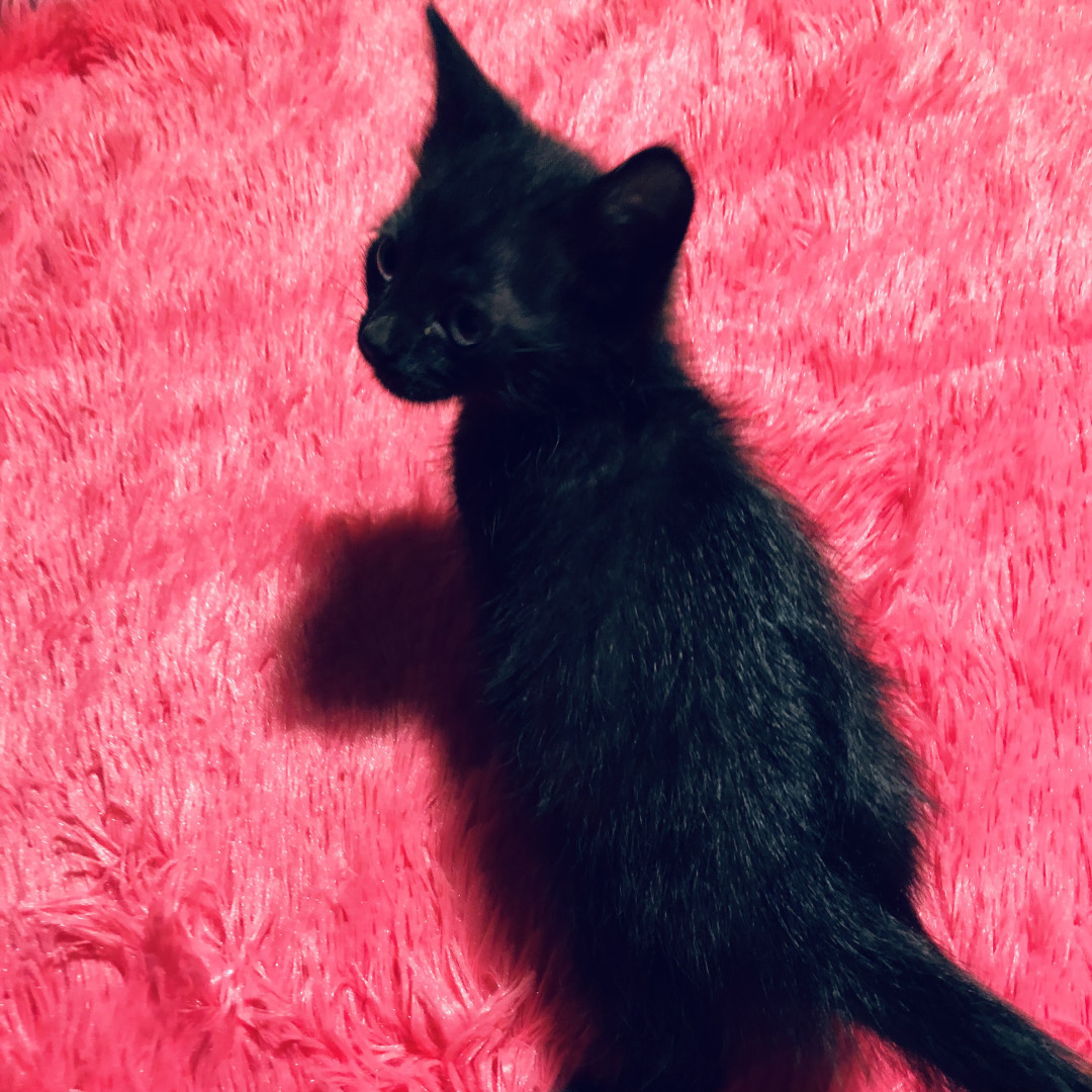 Магические свойства кошачьего мурлыканья