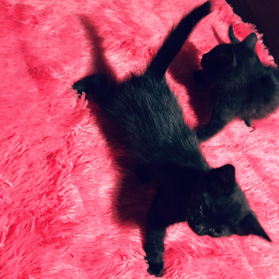 Магические свойства кошачьего мурлыканья