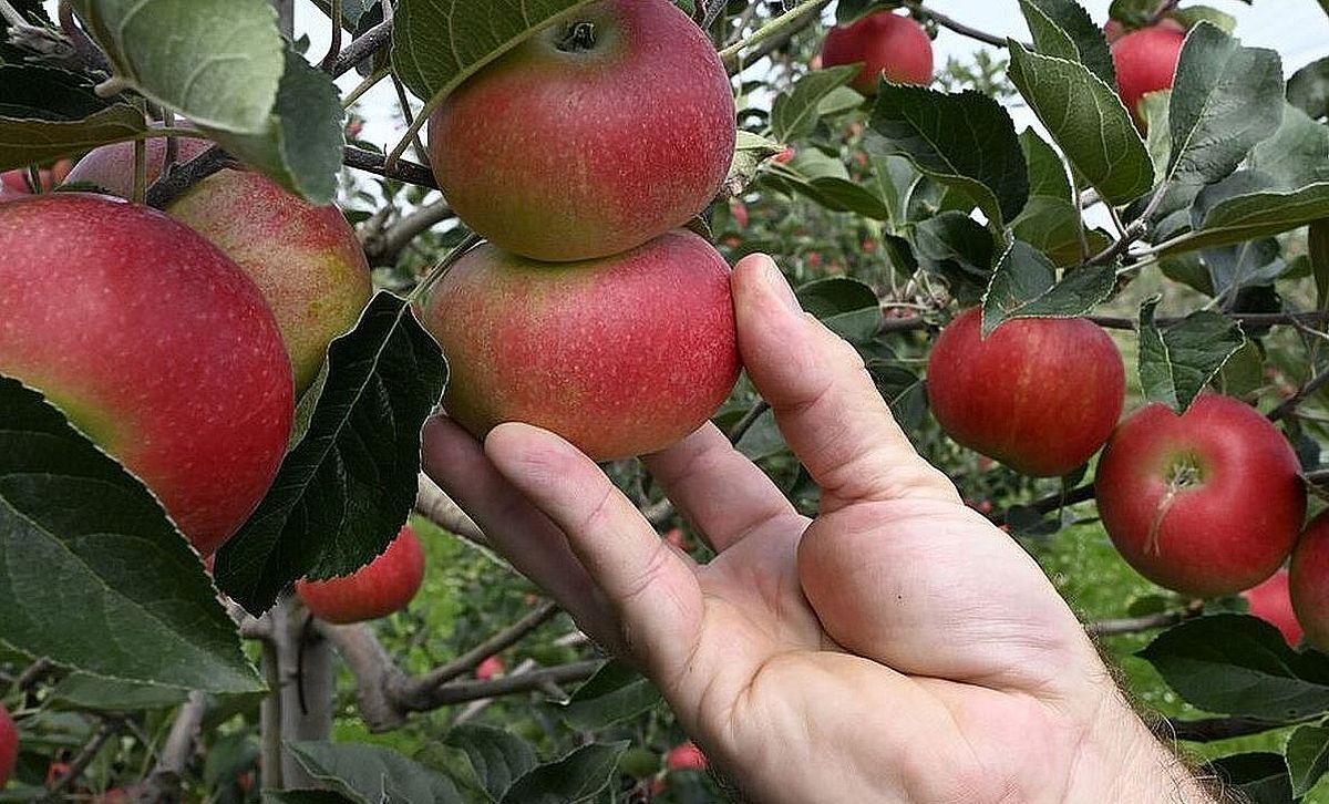 Депутат Объяснил Дачникам Почему Любой Желающий Может Срывать Плоды С Их Деревьев