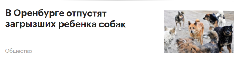 Правительство РФ поддержало запрос регионов усыплять бродячих собак