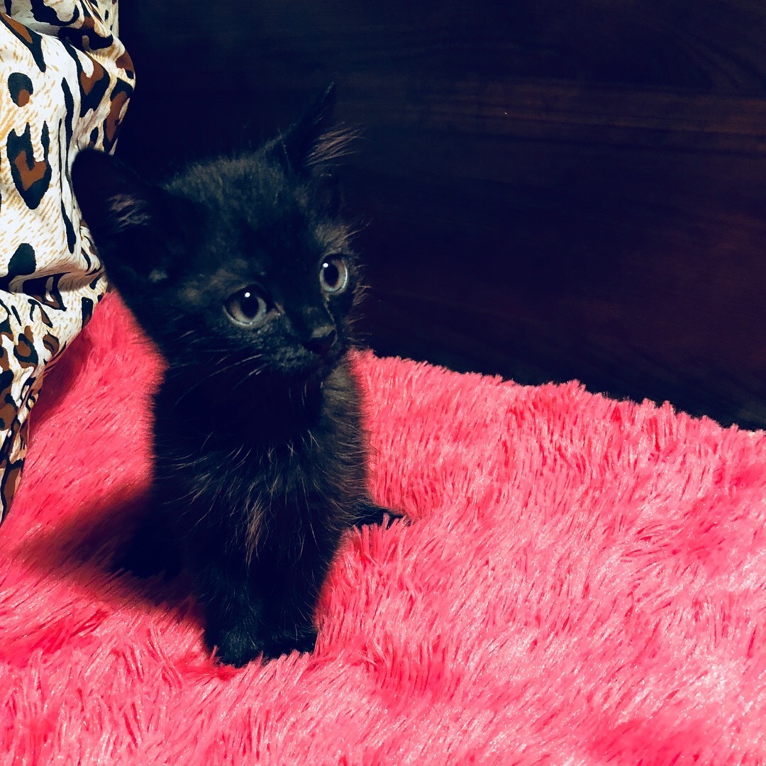 Магические свойства кошачьего мурлыканья