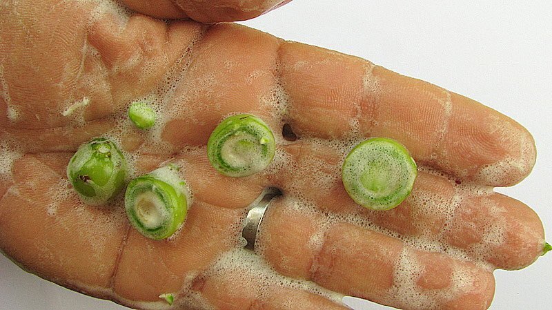 Рассказ про мыльное дерево