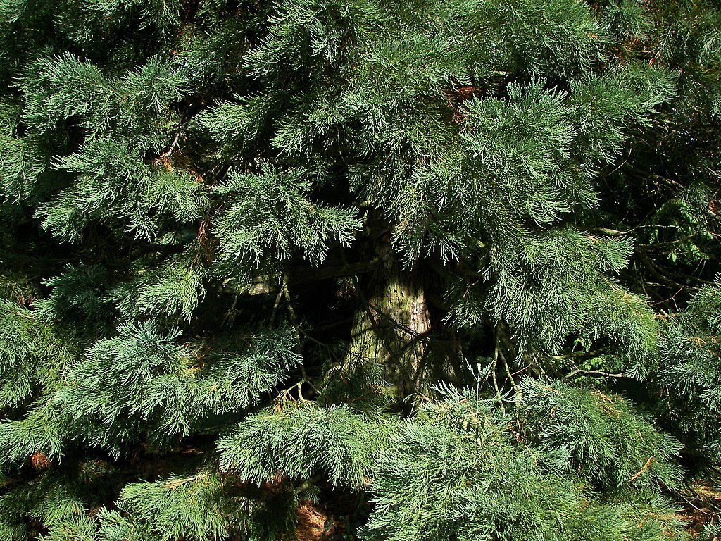 Рассказ про секвойядендрон гигантский