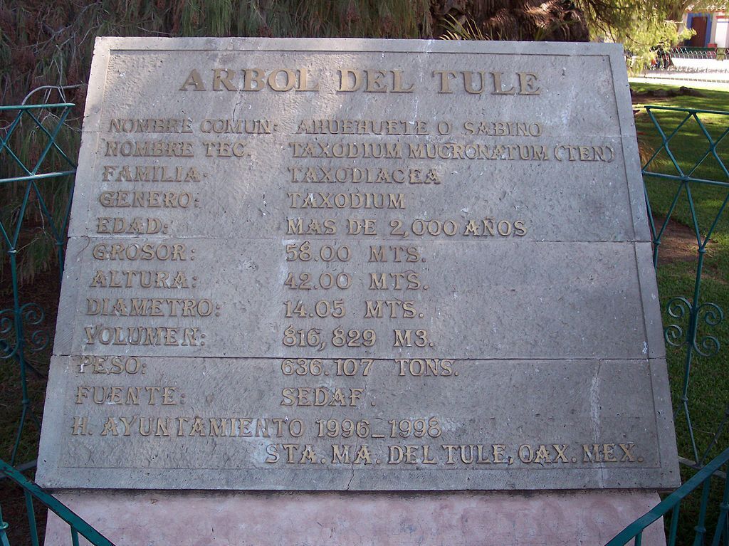 Рассказ про дерево Туле