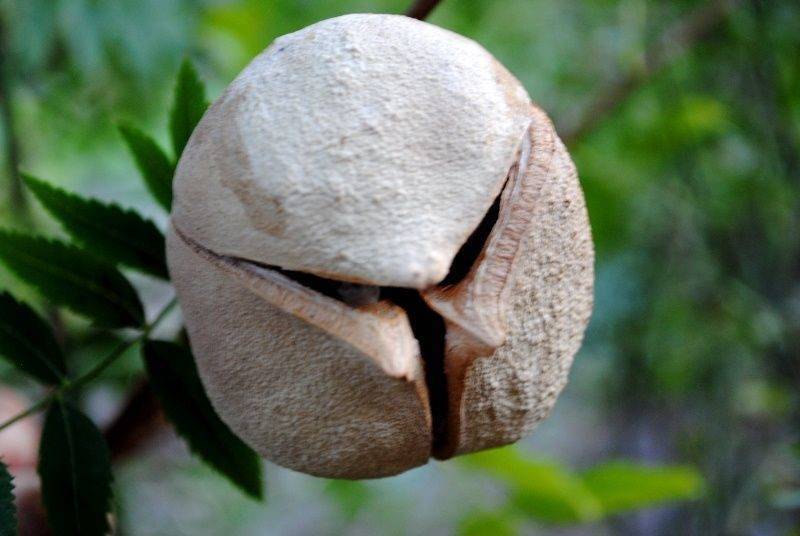 Рассказ про чекалкин орех