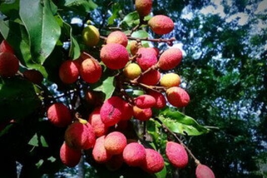 Рассказ про корлан