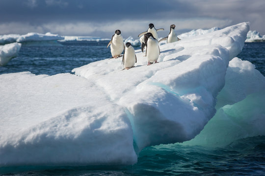 Интересное о пингвинах.