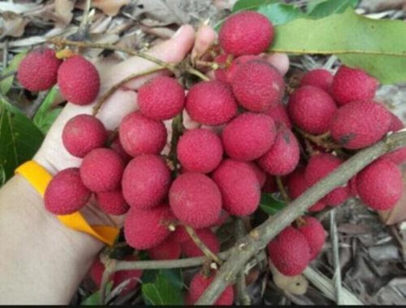 Рассказ про корлан