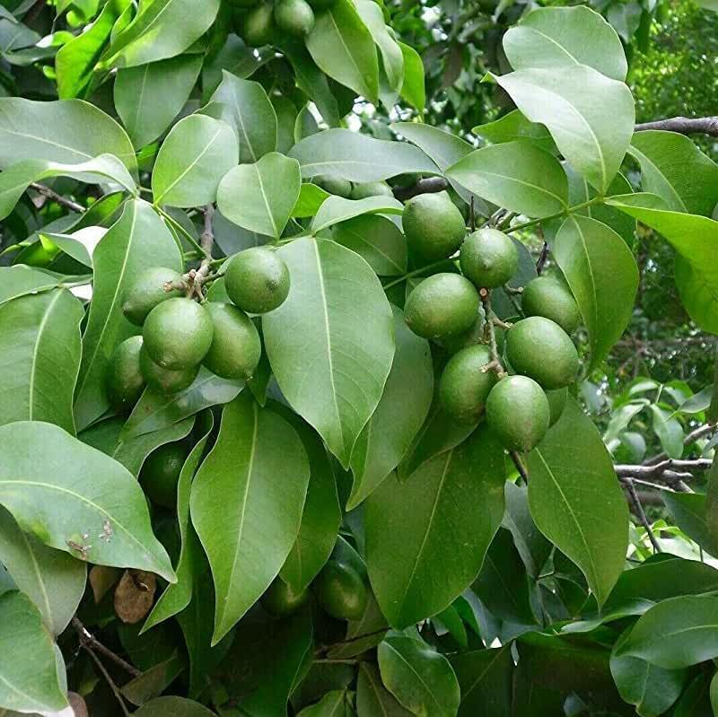 Рассказ про мамончилло