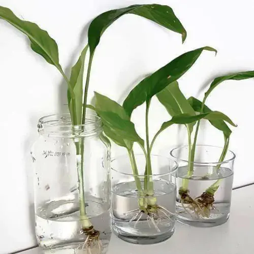 Спатифиллум. Гнилые и испорченные корни. Что делать?