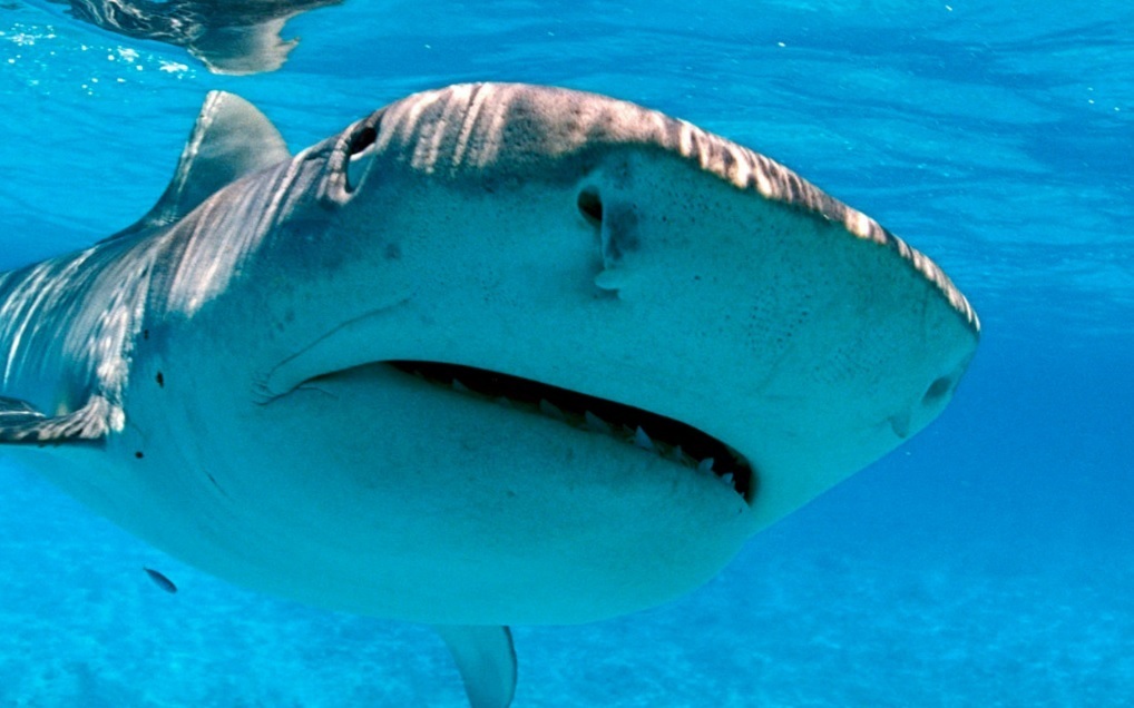 Акула напала на каяк у побережья Гавайев во время случайного столкновения, которое было запечатлено на видео.