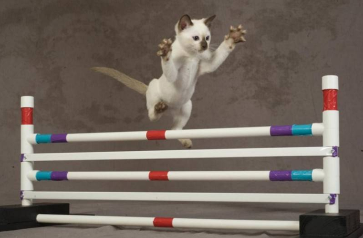 Дрессировка кошек: как научить своего питомца желательному поведению с помощью позитивного подкрепления.