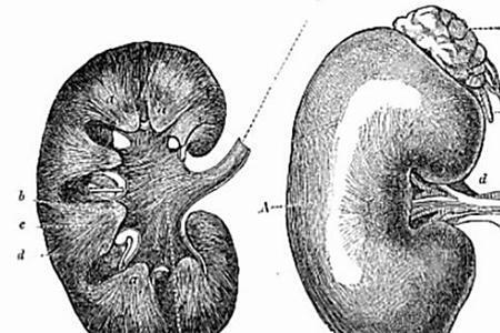 Эти Повседневные Привычки Могут Повредить Ваши Почки