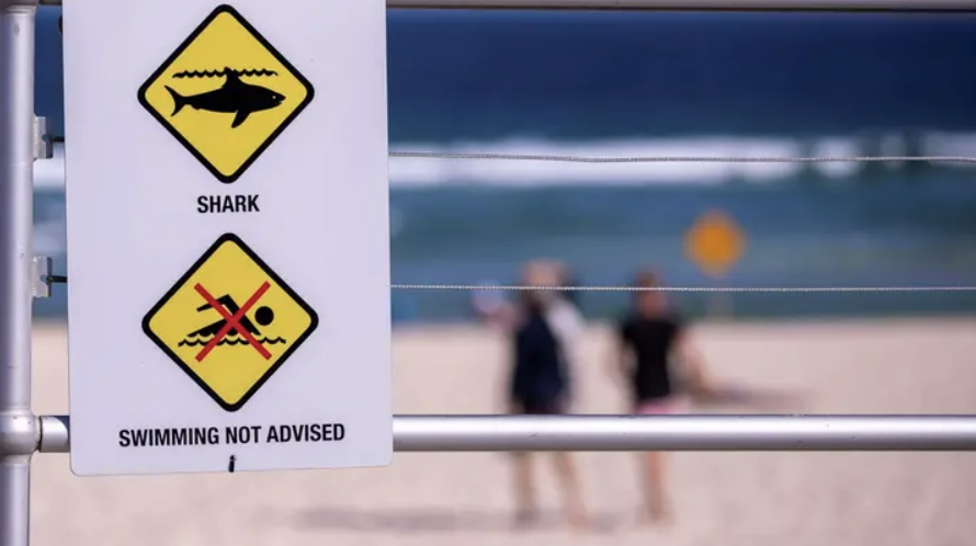 Куски гидрокостюма, доска для серфинга найдены после нападения акулы в Южной Австралии