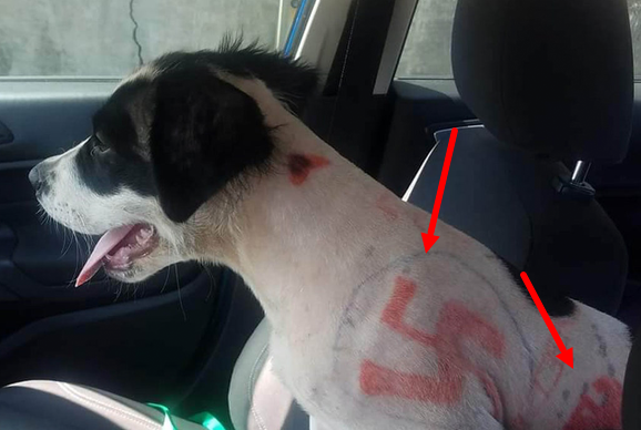 Служба спасения животных забирает щенка, найденного со свастикой, нецензурными словами, нарисованными на коже животного.