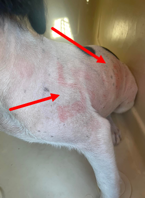 Служба спасения животных забирает щенка, найденного со свастикой, нецензурными словами, нарисованными на коже животного.