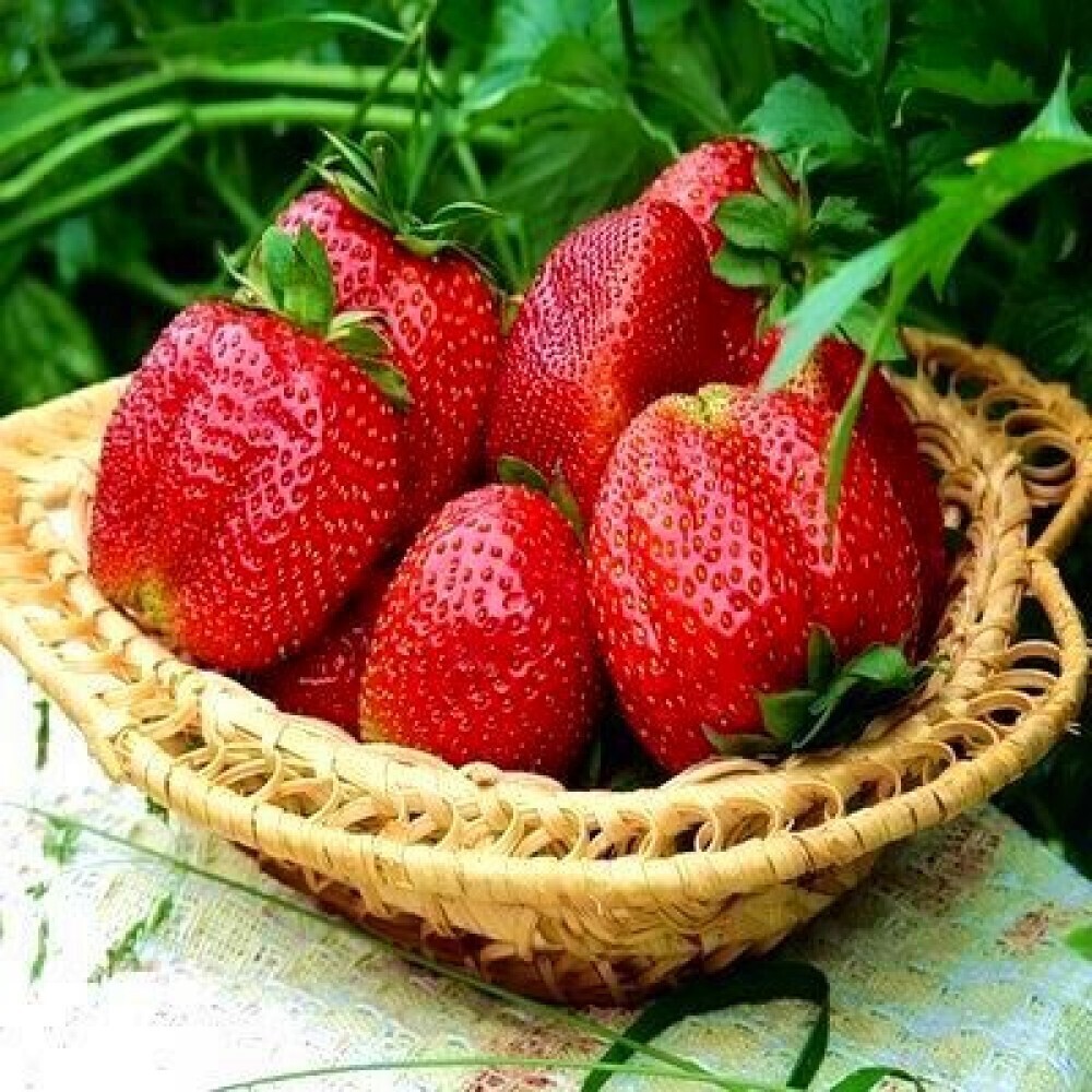 "Как вырастить вкуснейшую клубнику? Узнайте секреты производства и правила удобрения"