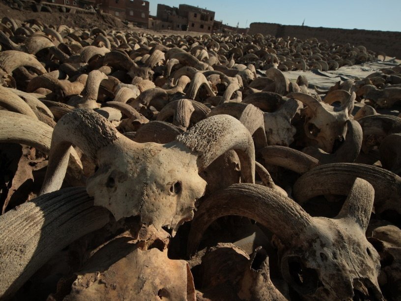 Тысячи бараньих голов нашли на месте древнеегипетского храма