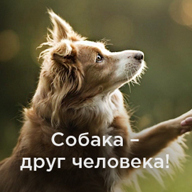 Невероятная история собаки и человека