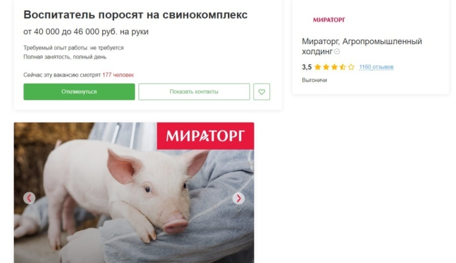 России безработица не грозит! "Мираторг" предлагает "вакансии мечты". Одна из них – воспитатель поросят