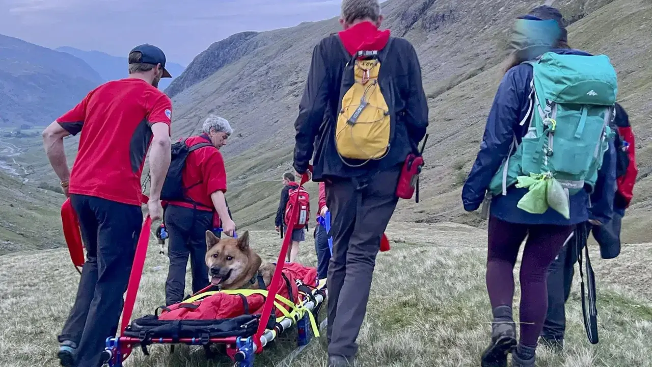 ‘Истощенная’ собака спасена после восхождения на самую высокую гору Англии