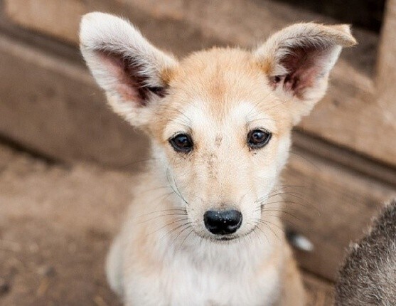 Невероятная история собаки и человека