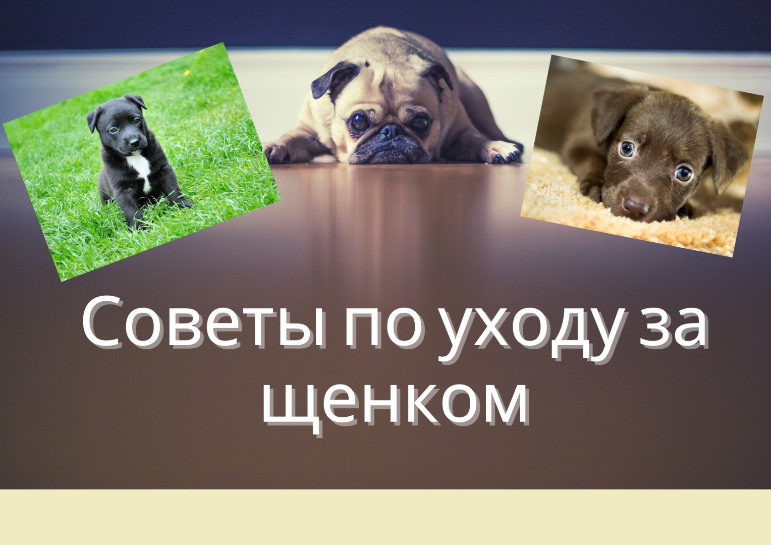 Советы по уходу за щенком.