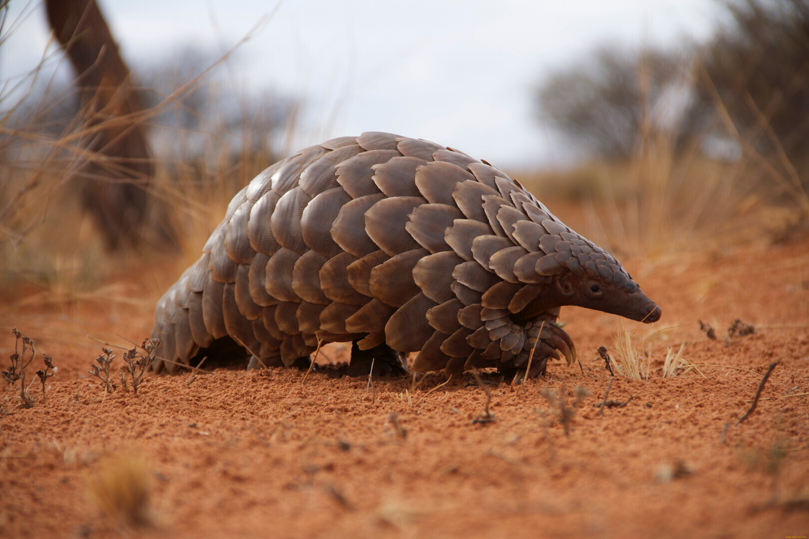 Панголины: крайне уязвимые существа, стоящие на пороге исчезновения.