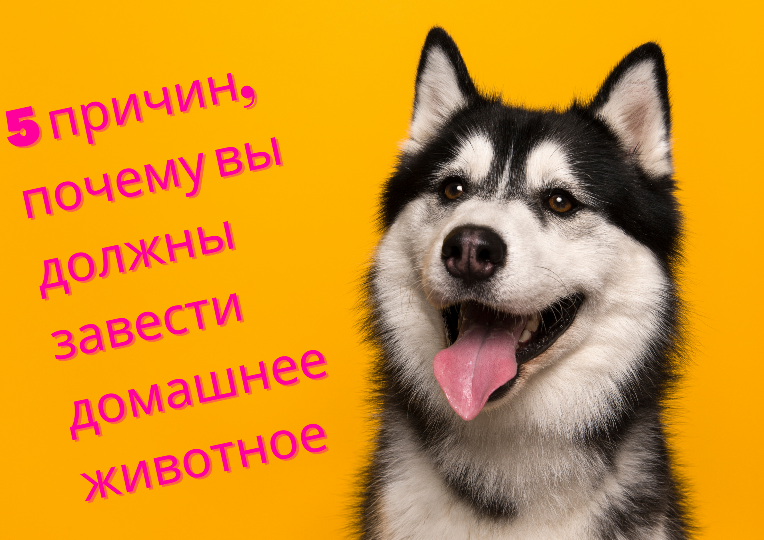 5 причин, почему вы должны завести домашнее животное.