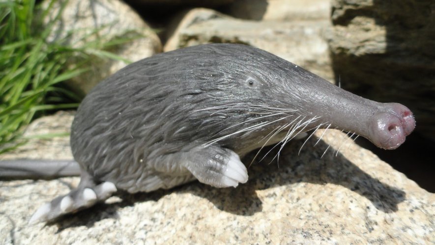 Самые быстрые животные и птицы.