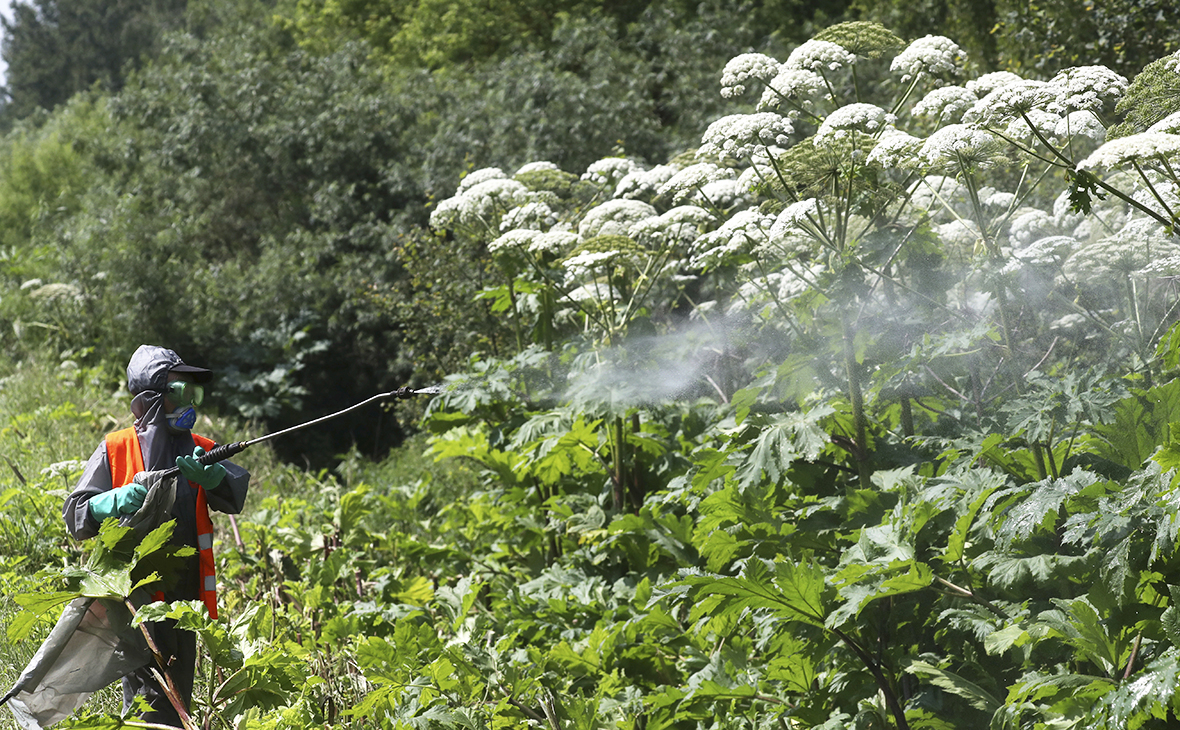 Борщевику нашли применение в строительстве