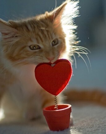 Почему так трудно сказать «Я тебя люблю»? Почему признание в любви делает нас уязвимыми?