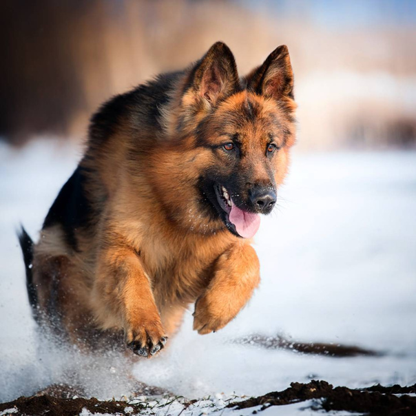 Благодарность и верность — это болезнь собак, не передающаяся человеку