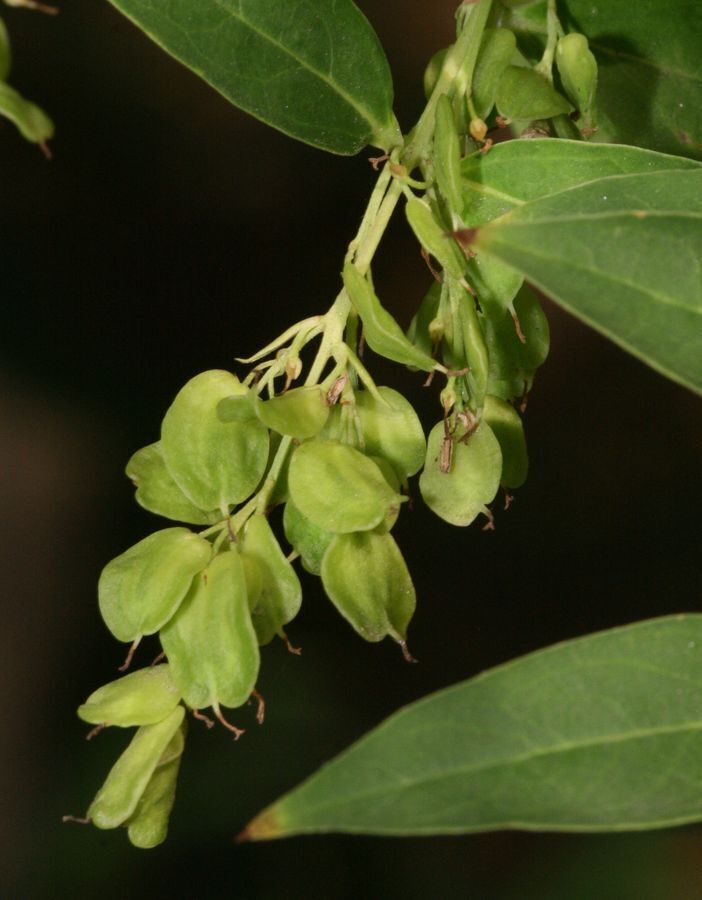 Статья про фонтанезию