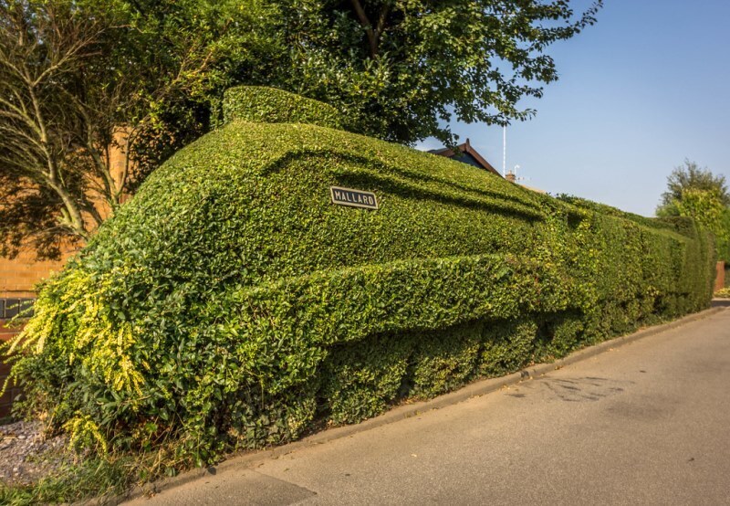 Статья про бирючину