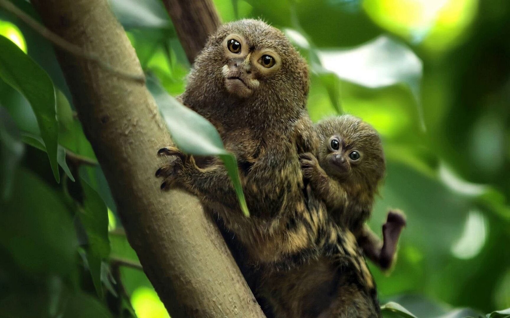 Карликовые мармозетки: Самые маленькие обезьяны в мире.