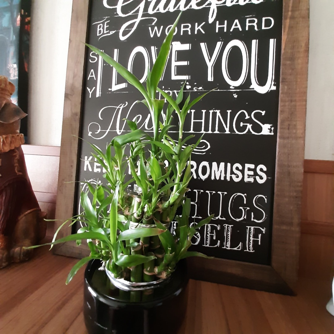 Факты о бамбуке, которых Вы не знали