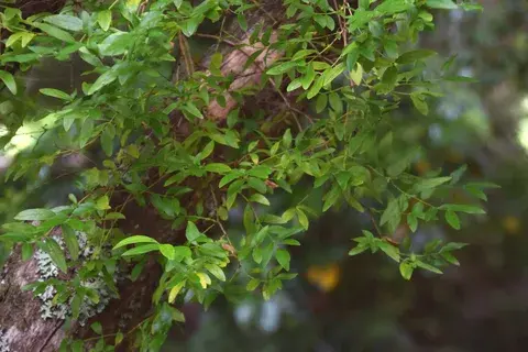 Статья про фонтанезию