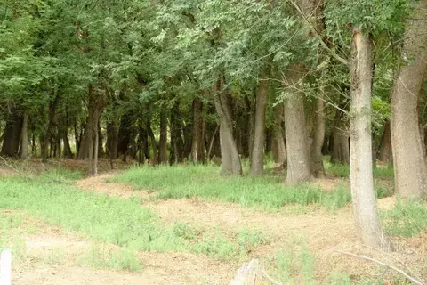 Статья про ясень