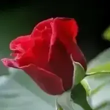 Екатерина, г. Тверь