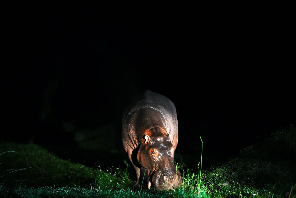 Бегемоты в беде. Спасет ли их статус "находящихся под угрозой исчезновения"?