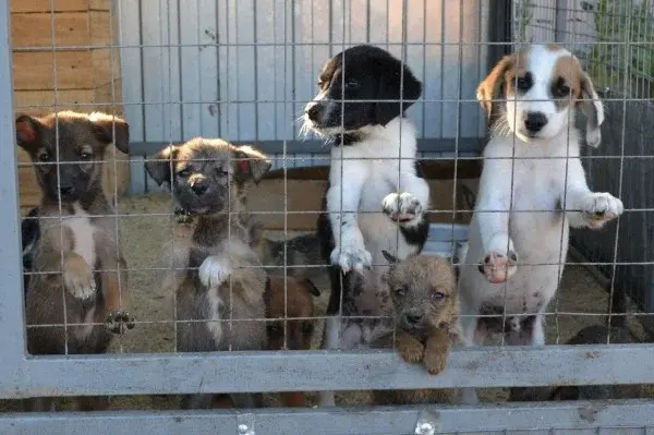 "Бездомные животные: вызов общества на благополучие"