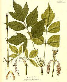 Клён-паразит ясенелистный или клён американский в городах и лесах России.