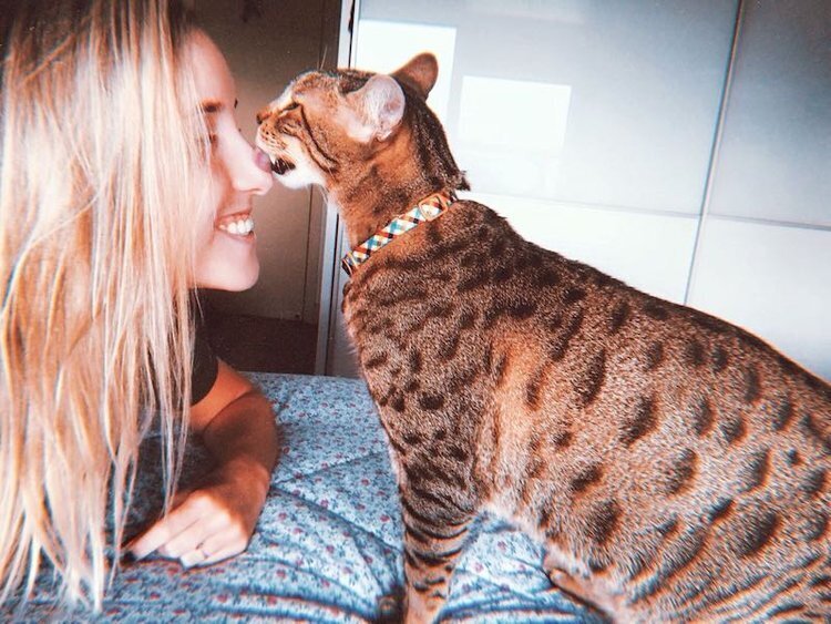 УДИВИТЕЛЬНЫЕ КОШКИ !!! Влияние кошек на эмоциональное состояние .