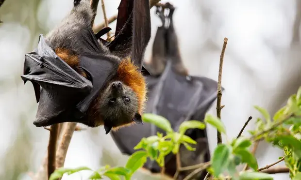 Ковидоустойчивые летучие мыши могут стать ключом к борьбе со следующей пандемией.